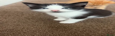 Mixed Breed 1