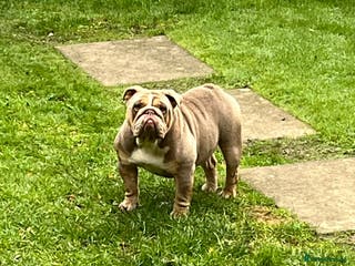 English Bulldog dogs 21 month English bulldog - Advert 8