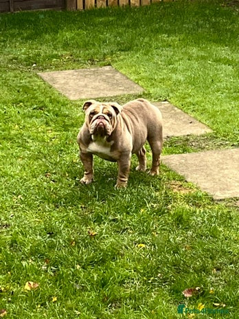 English Bulldog dogs - Advert 1