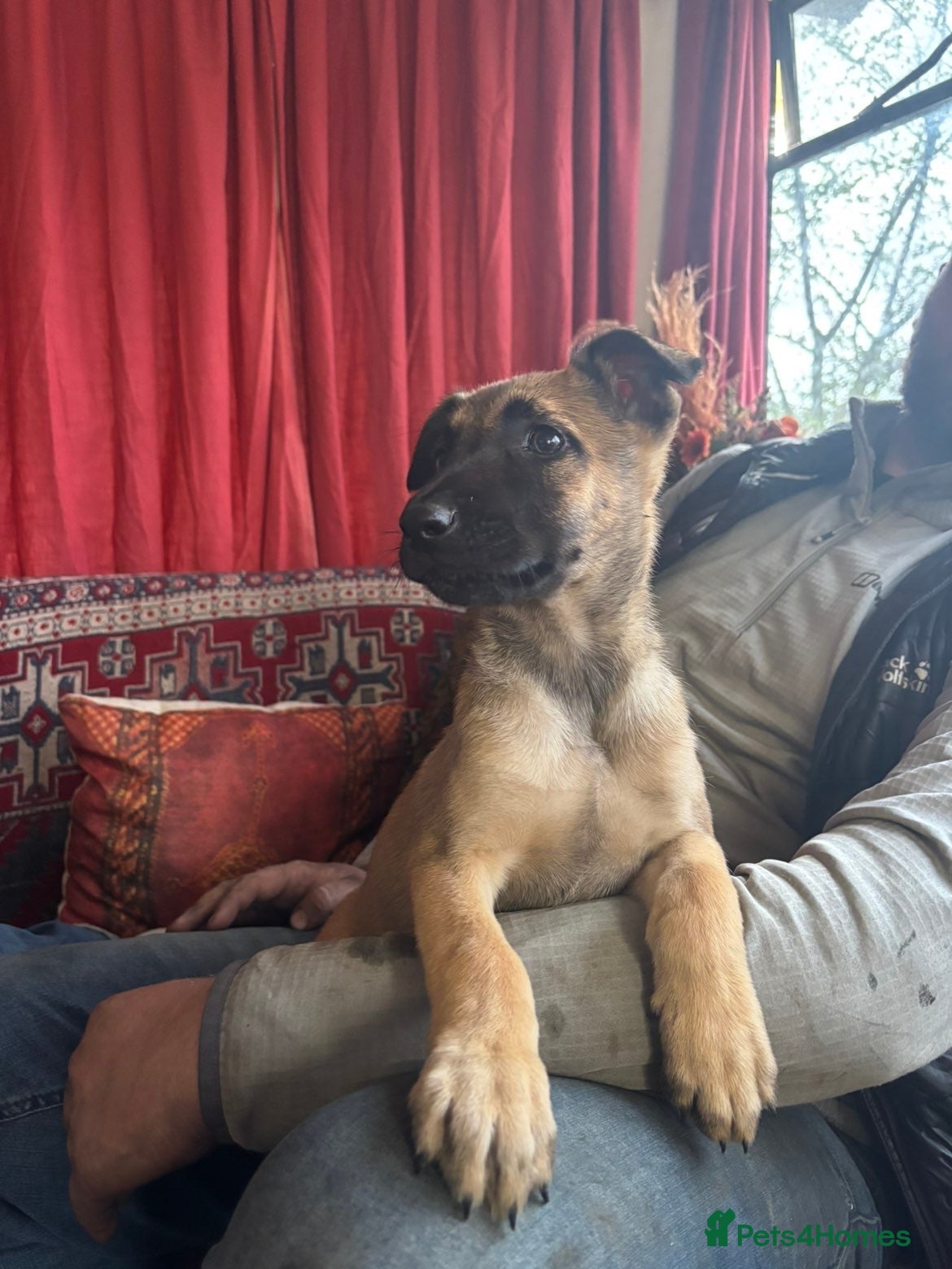 Belgian Shepherd Dog dogs Belgian malinois puppy’s  - Advert 1