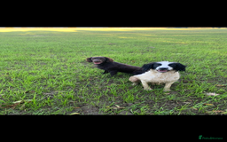 Sprocker dogs for sale:  Sprocker spaniel puppies - Ready Soon ! - Image 22