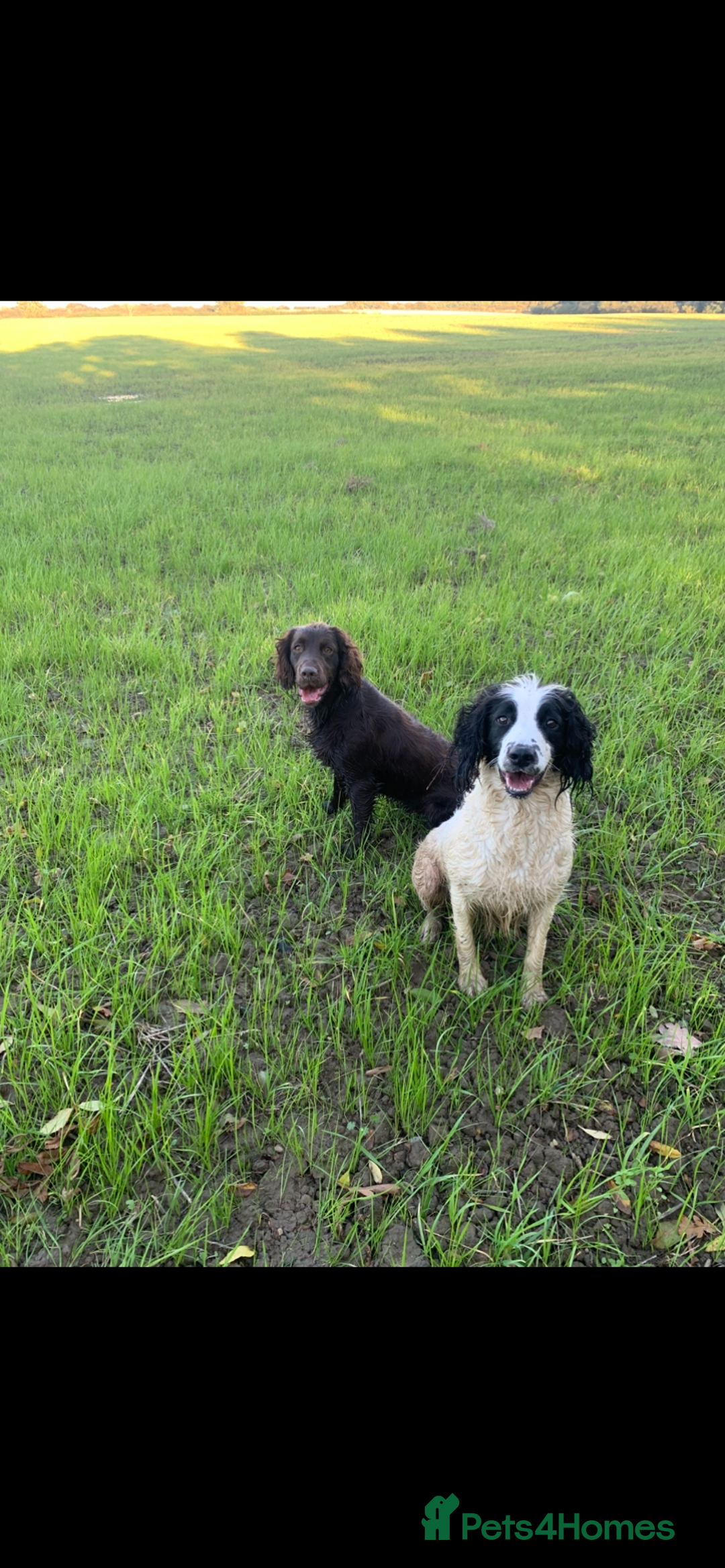 Sprocker dogs for sale:  Sprocker spaniel puppies - Ready Soon ! - Image 22