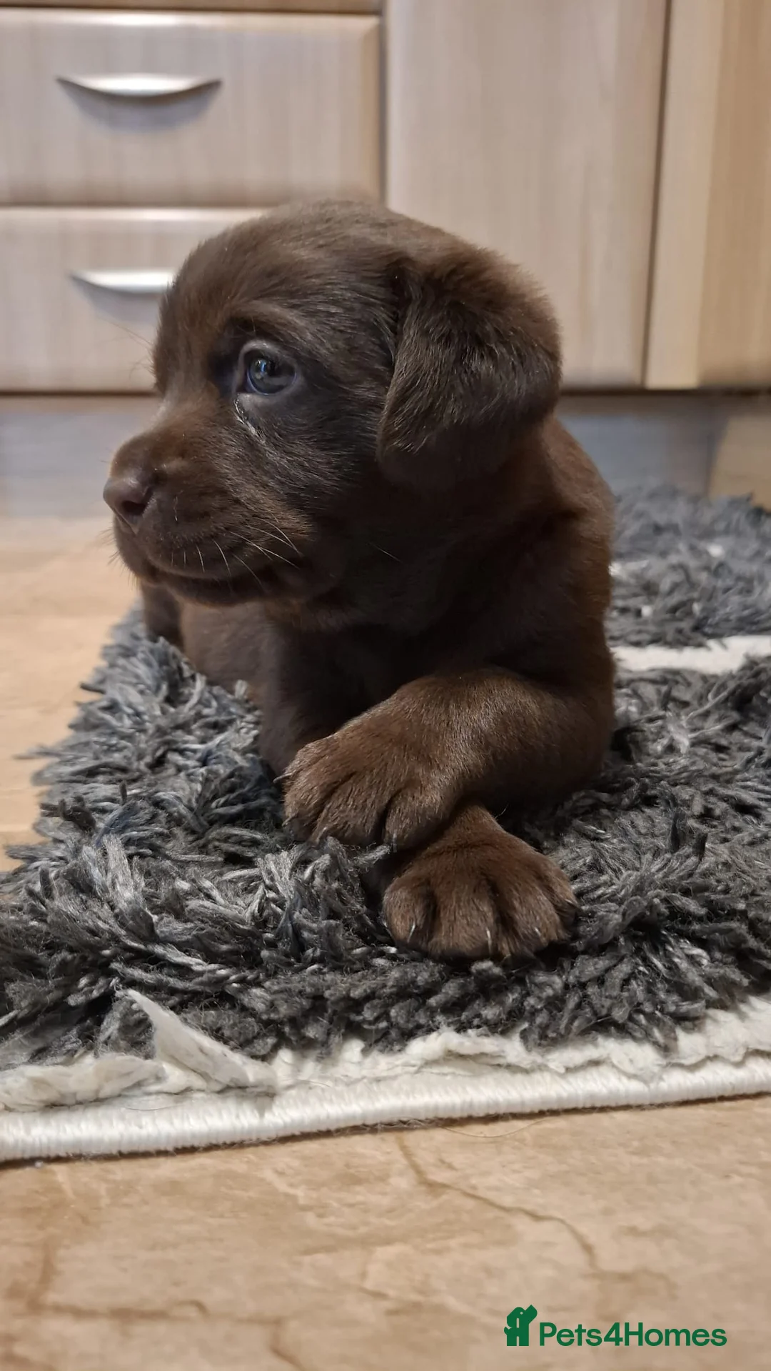 Labrador Retriever dogs for sale: Chocolate Labrador Retriever Puppies-Family Raised - Advert 7