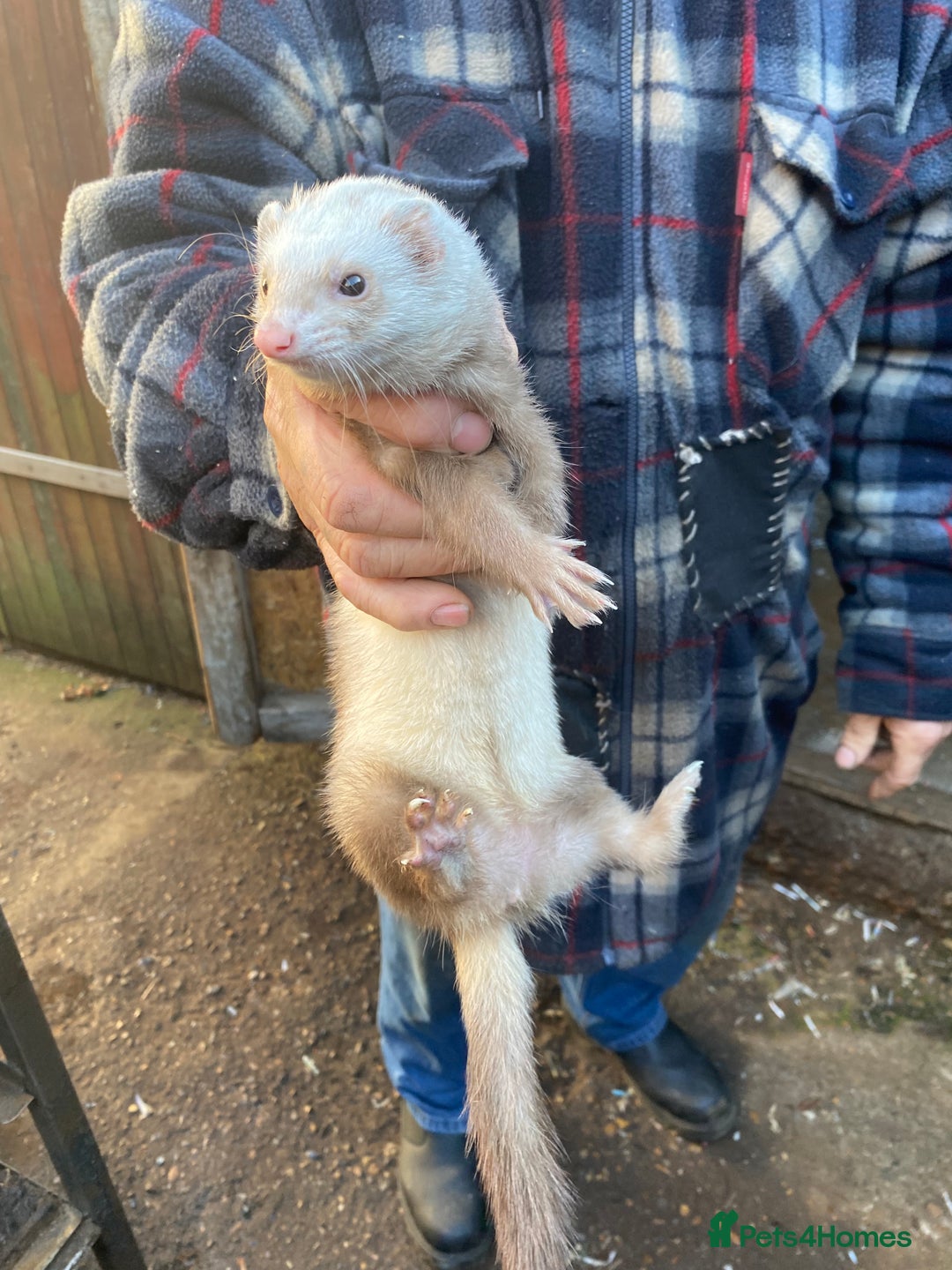 Ferret rodents for sale: Ferrets for sale  - Image 3
