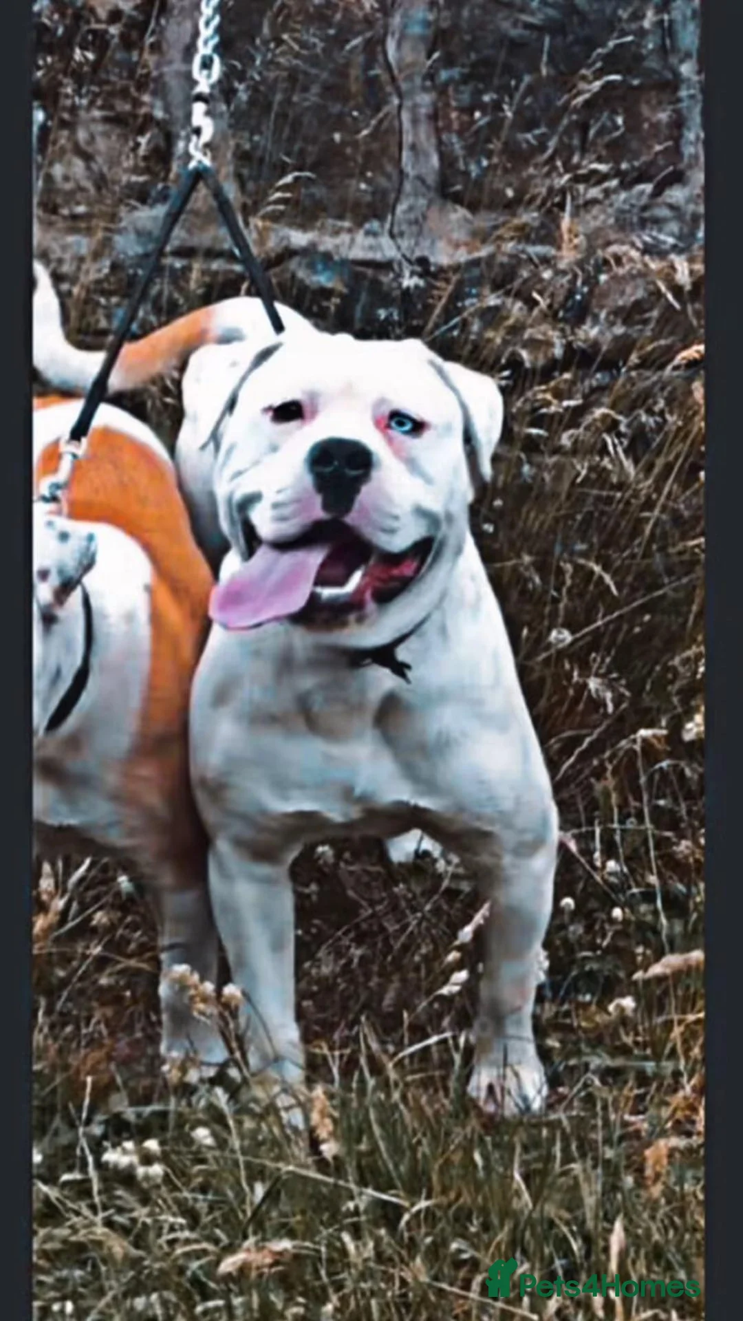 American Bulldog dogs for sale: Free American bulldog - Advert 3