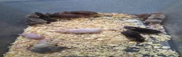 Mouse rodents for sale: Fancy pet mice for sale £8 each  in Manchester - Advert 2