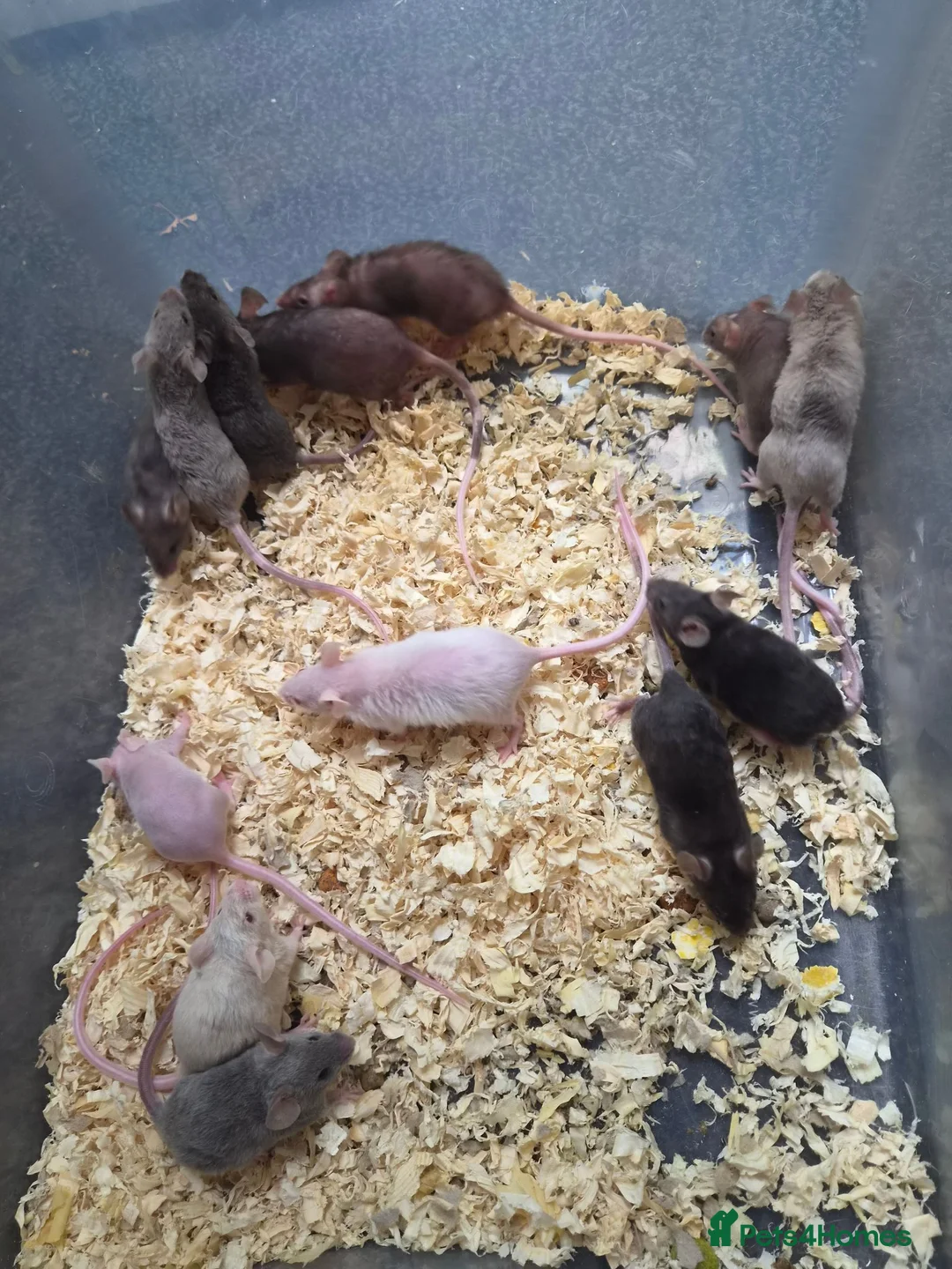 Mouse rodents for sale: Fancy pet mice for sale £8 each  in Manchester - Advert 2