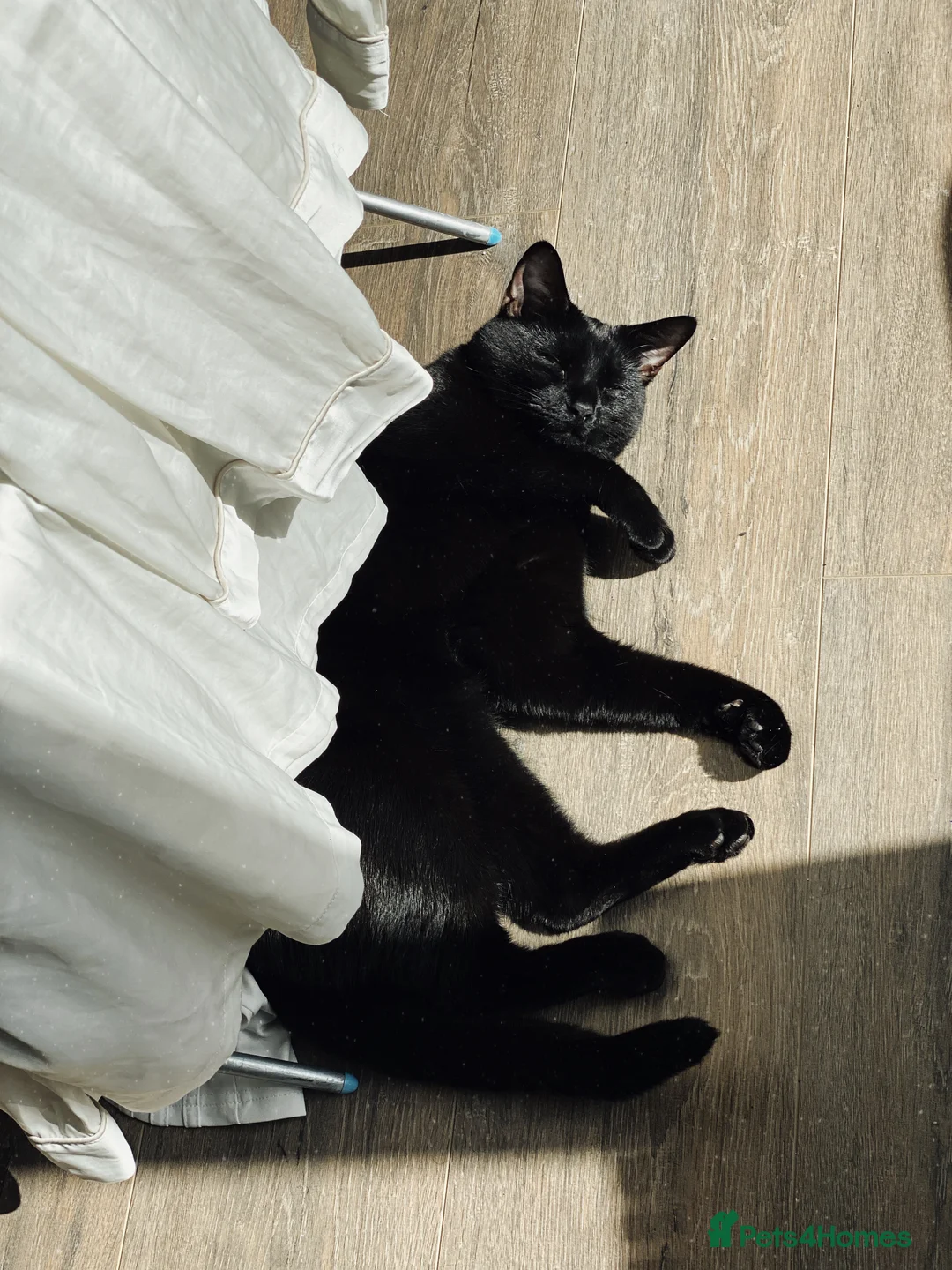 Mixed Breed cats for sale: Energetic Black Cat Looking for Active Loving Home - Advert 32
