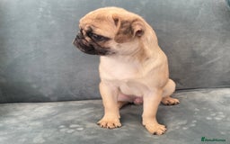 Pug dogs for sale: Pug Puppies  - Image 28
