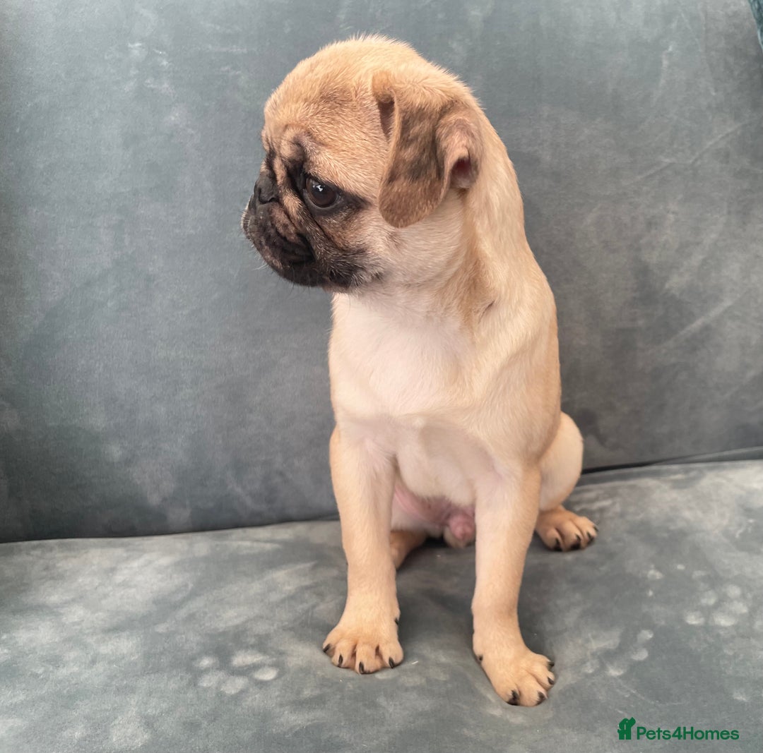 Pug dogs for sale: Pug Puppies  - Image 28