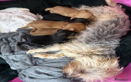 Yorkshire Terrier dogs for sale: Full breed yorkshire terrier puppies - Image 4