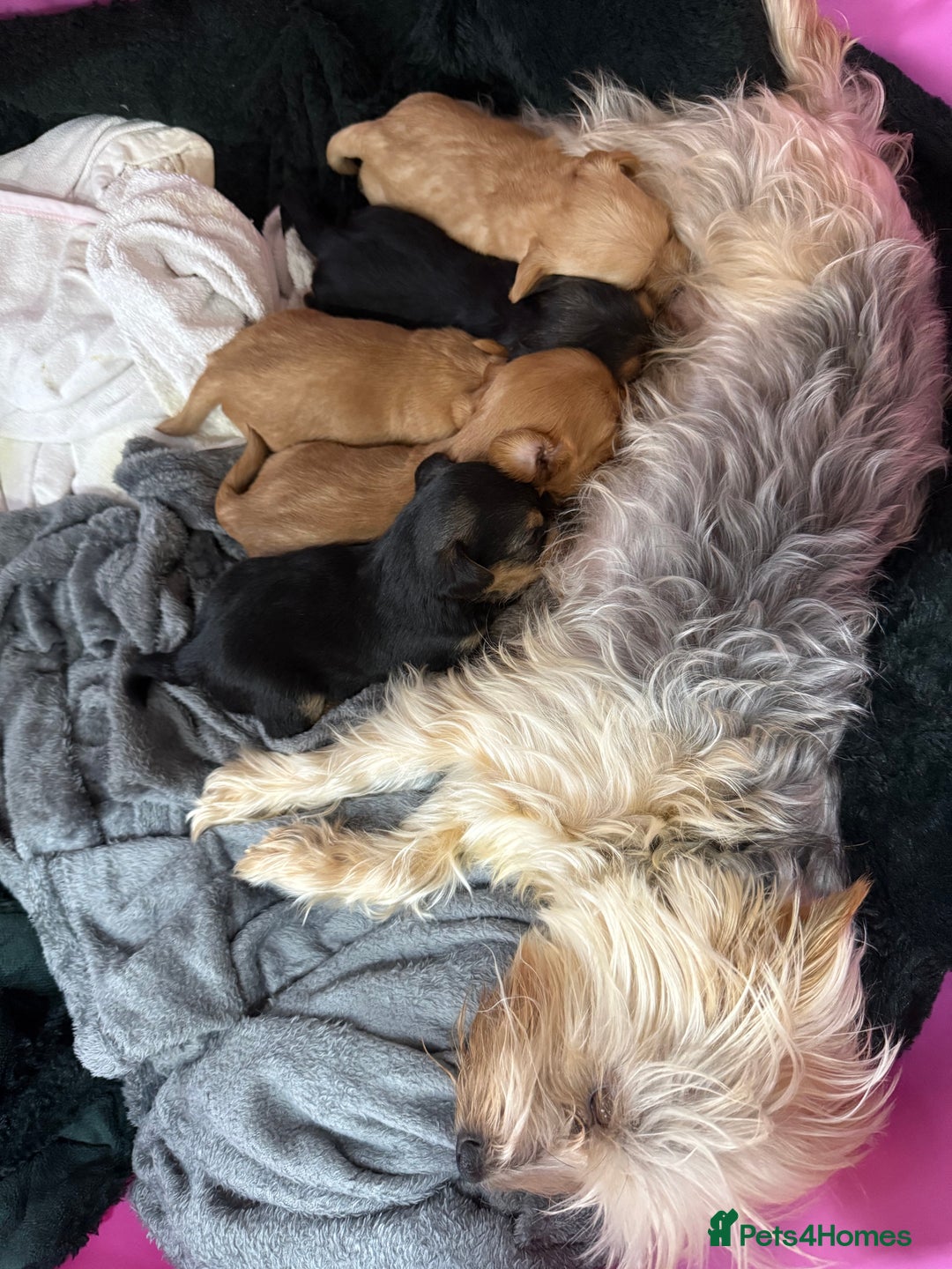Yorkshire Terrier dogs for sale: Full breed yorkshire terrier puppies - Image 4