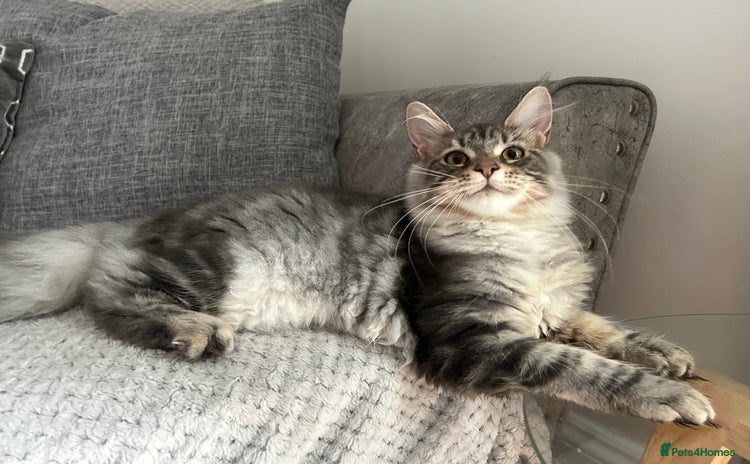 Maine Coon cats in Huddersfield - Advert 15