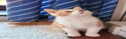 British Shorthair cats for sale: British Shorthair kittens - Advert 3