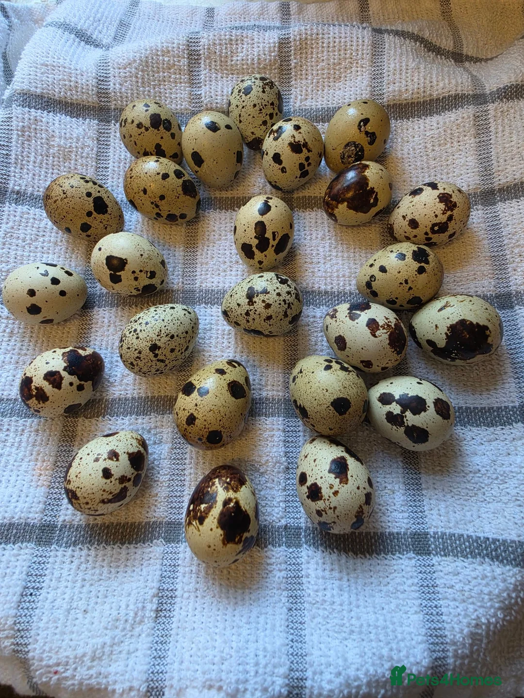 Quail poultry for sale: Hatching eggs sparkly and glitters  - Advert 1