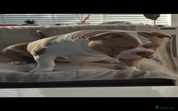 American Bully dogs for stud: American pocket bully  - Image 10
