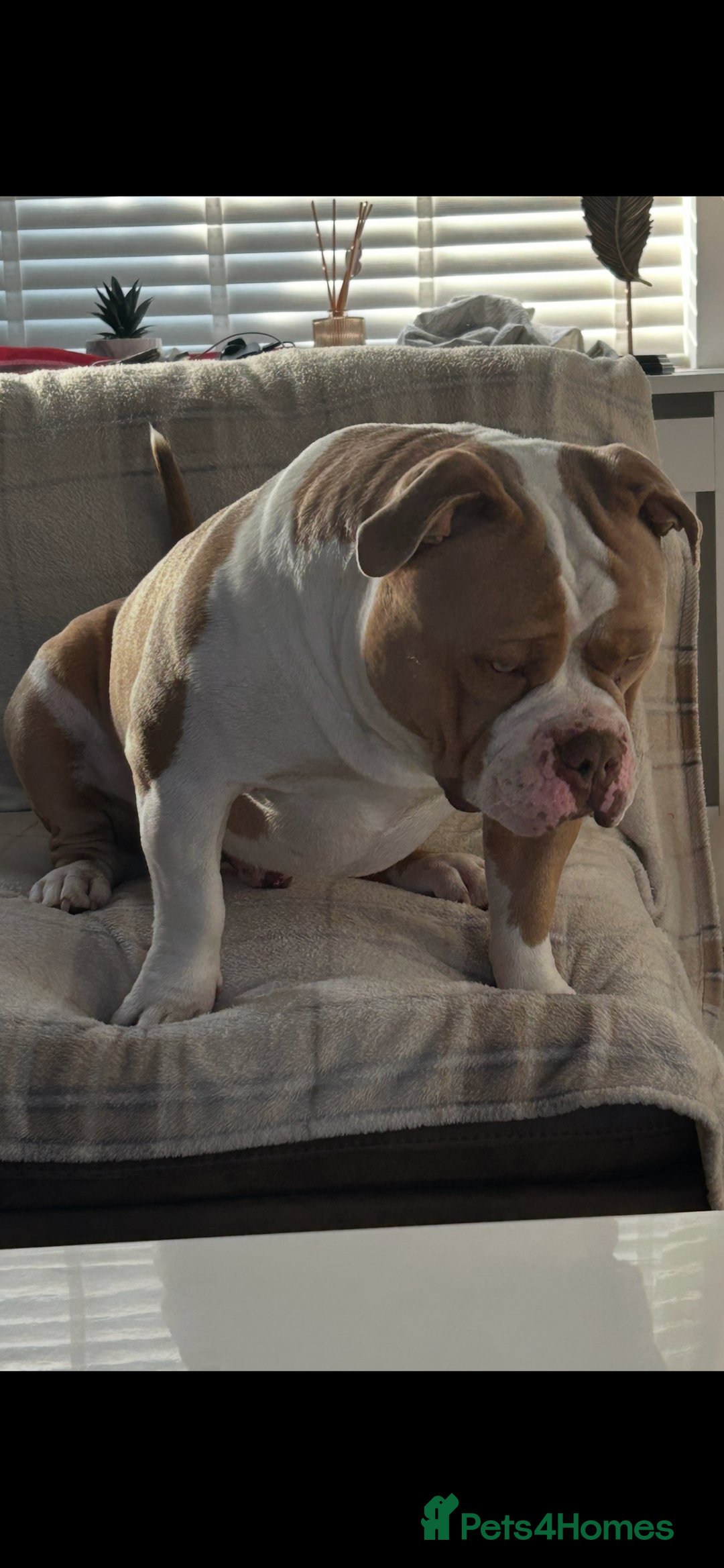 American Bully dogs for stud: American pocket bully  - Image 10