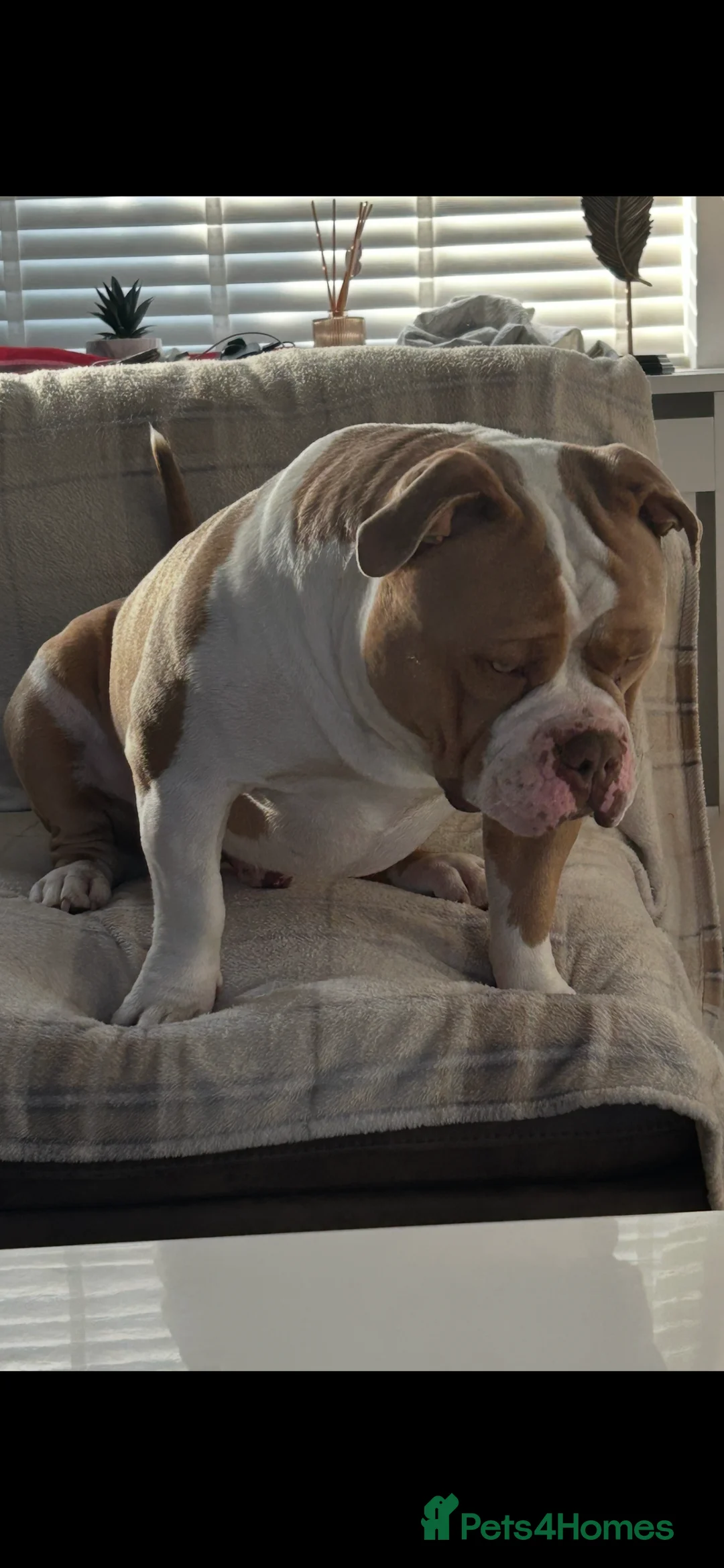 American Bully dogs for stud: American pocket bully  - Advert 10