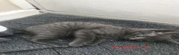 Mixed Breed cats for sale: Loving kittens ready for new homes  - Advert 12