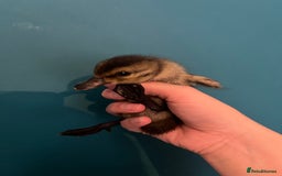 Ducks poultry for sale: Indian runner ducklings - Image 10
