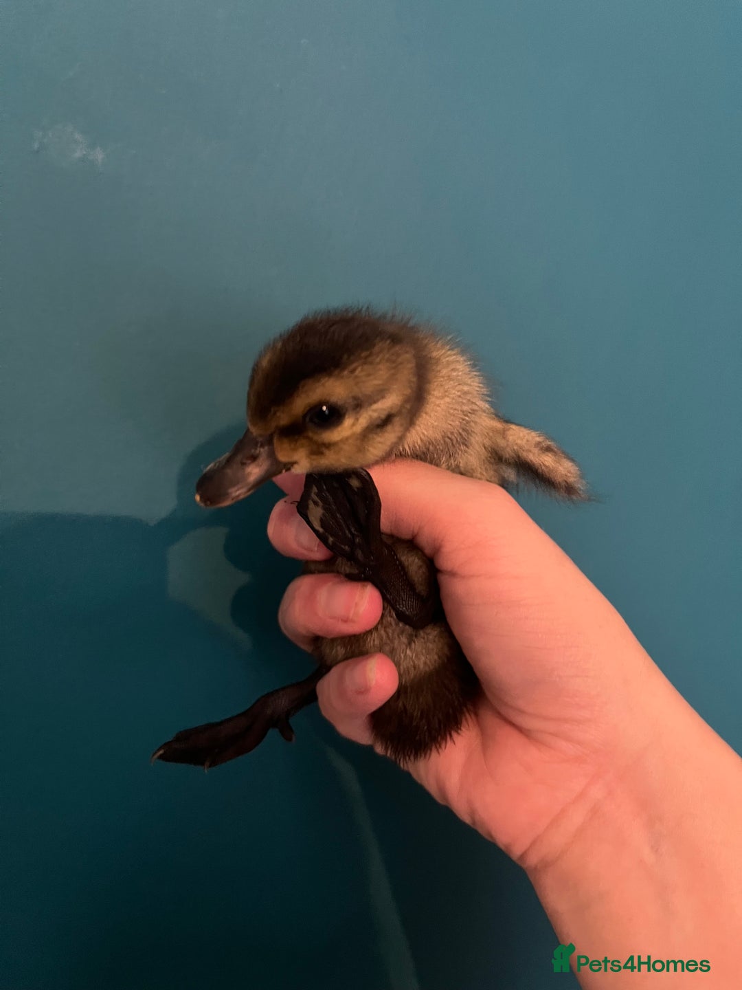 Ducks poultry for sale: Indian runner ducklings - Image 10