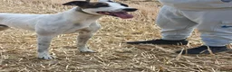 Lurcher dogs for stud: half cross bull greyhound - Advert 4