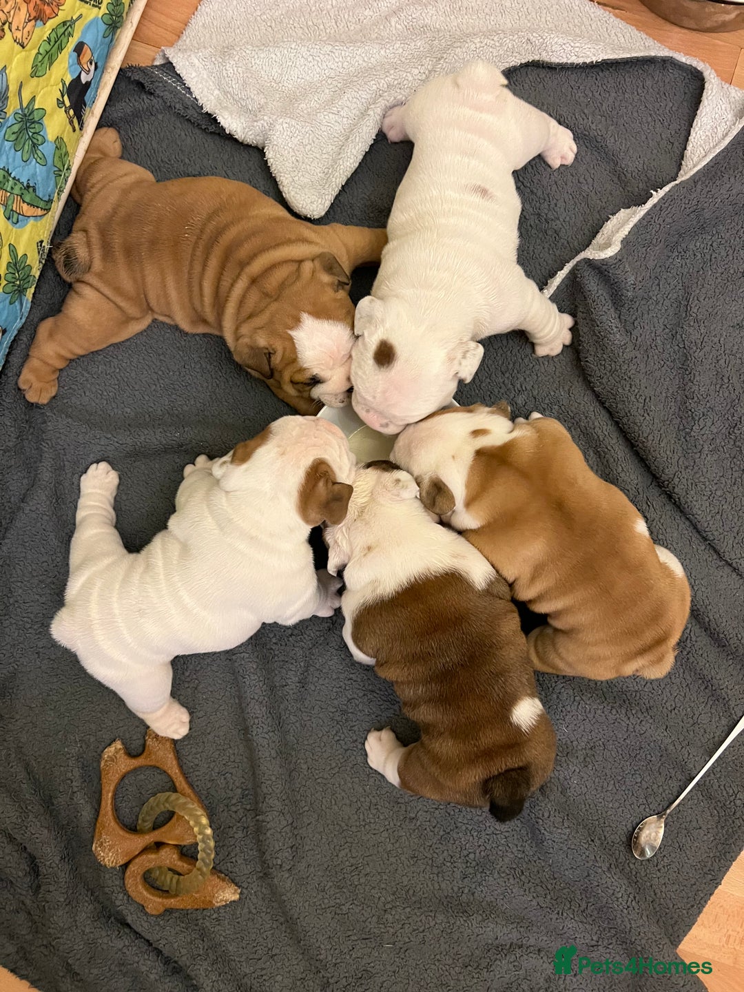 English Bulldog dogs for sale: English bulldogs - Advert 12