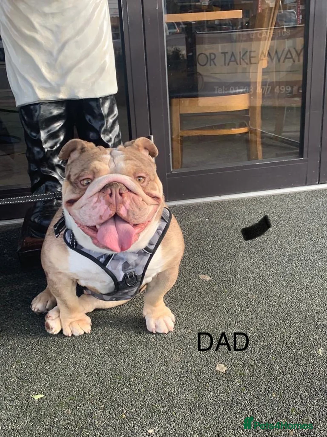 English Bulldog dogs for sale: Tiny Paws, Big Hearts – English Bulldog Puppies - Advert 5