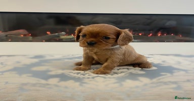 Cavalier King Charles Spaniel dogs - Advert 4