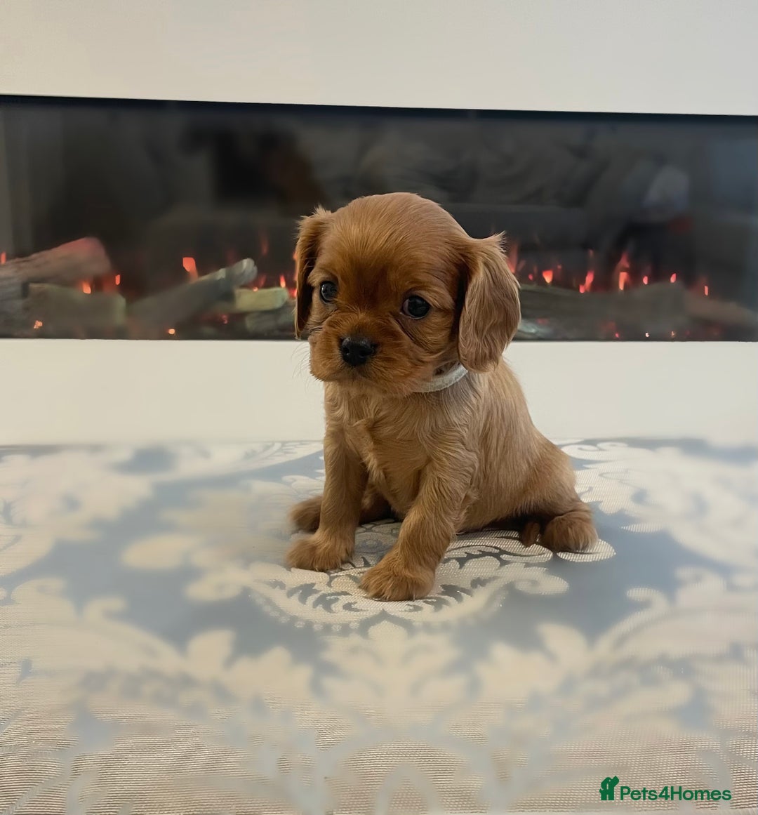 Cavalier King Charles Spaniel dogs for sale: Cavalier King Charles  - Image 3