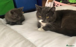 British Shorthair cats for sale: Shorthair x Maincoon kittens for sale - Image 6