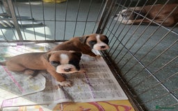 Boxer dogs for sale: Stunning kc registered boxer pups - Image 13