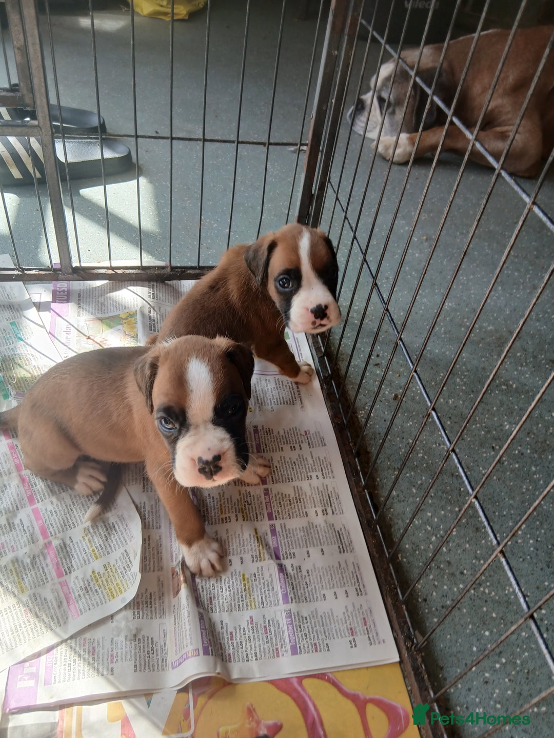 Boxer dogs for sale: Stunning kc registered boxer pups - Image 13