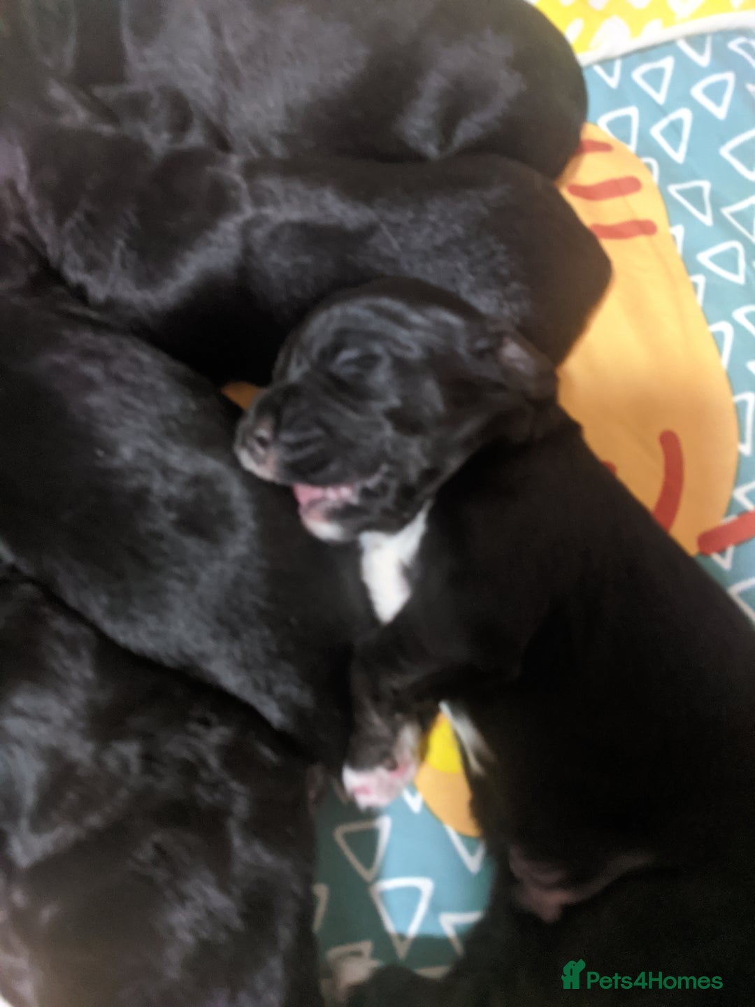 Cocker Spaniel dogs for sale: 6 beautiful working cocker spaniels  - Image 4