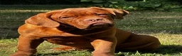 Dogue De Bordeaux dogs for sale: Amazing show quality puppies available ! - Advert 9