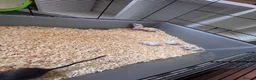 Gerbil rodents for sale: Gerbils for sale  - Advert 8
