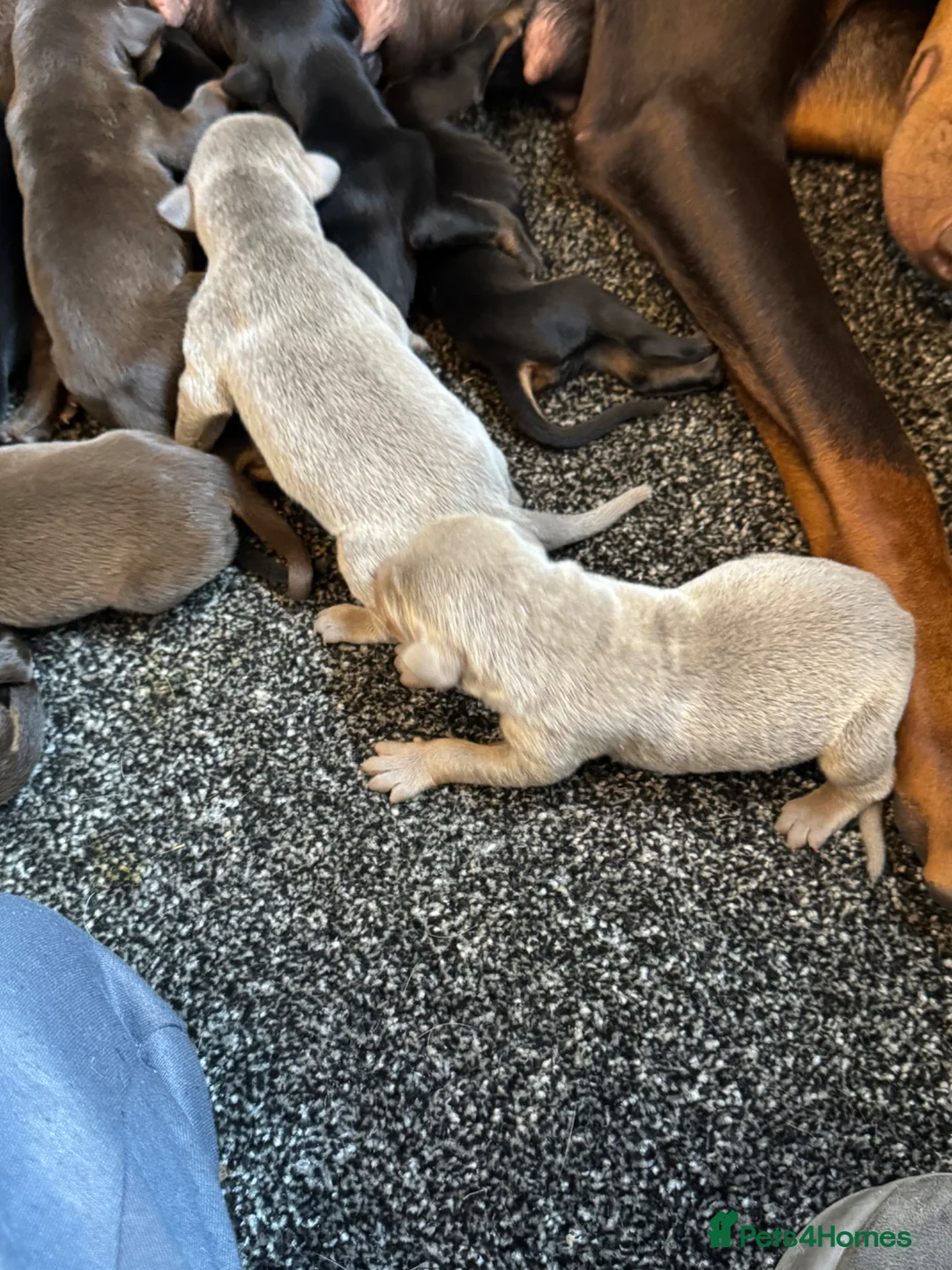 Dobermann dogs for sale: Health tested Dobermans  - Advert 1