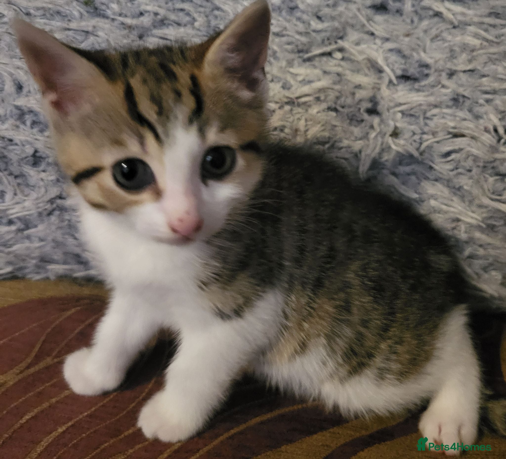 Mixed Breed cats 1 left! Ready now! Gorgeous bengal cross kittens. - Advert 11