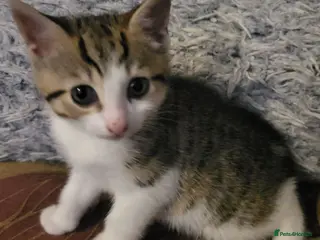 Mixed Breed cats 1 left! Ready now! Gorgeous bengal cross kittens. - Advert 11