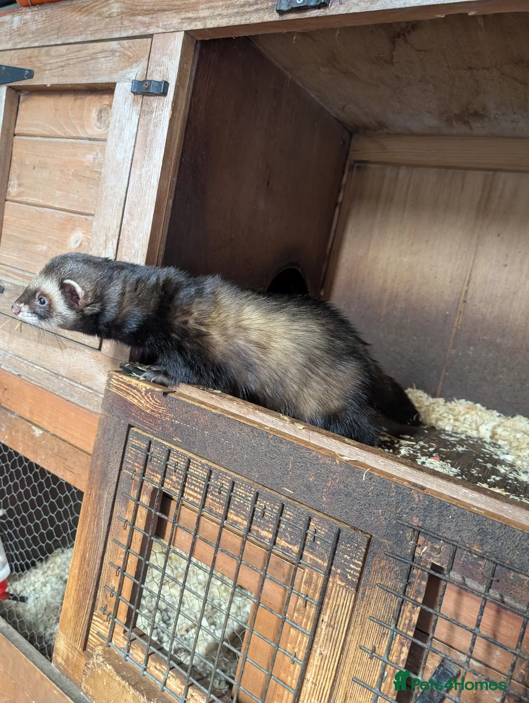 Ferret rodents for sale: Ferret Kits in Bridlington - Advert 6