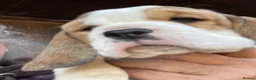 Beagle dogs for sale: STUNNING LITTER OF KC REG CHAMPION LINE BEAGLES  - Advert 22
