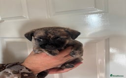 Jug dogs for sale: Jug puppies  - Image 11