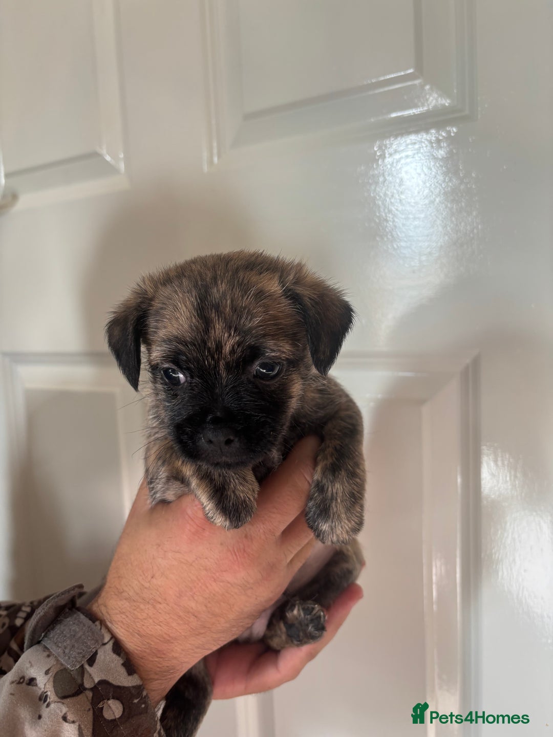 Jug dogs for sale: Jug puppies  - Image 11
