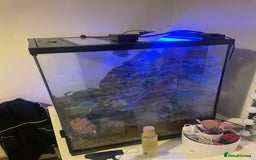 Gecko reptiles for sale: Gargoyle Gecko  - Image 2