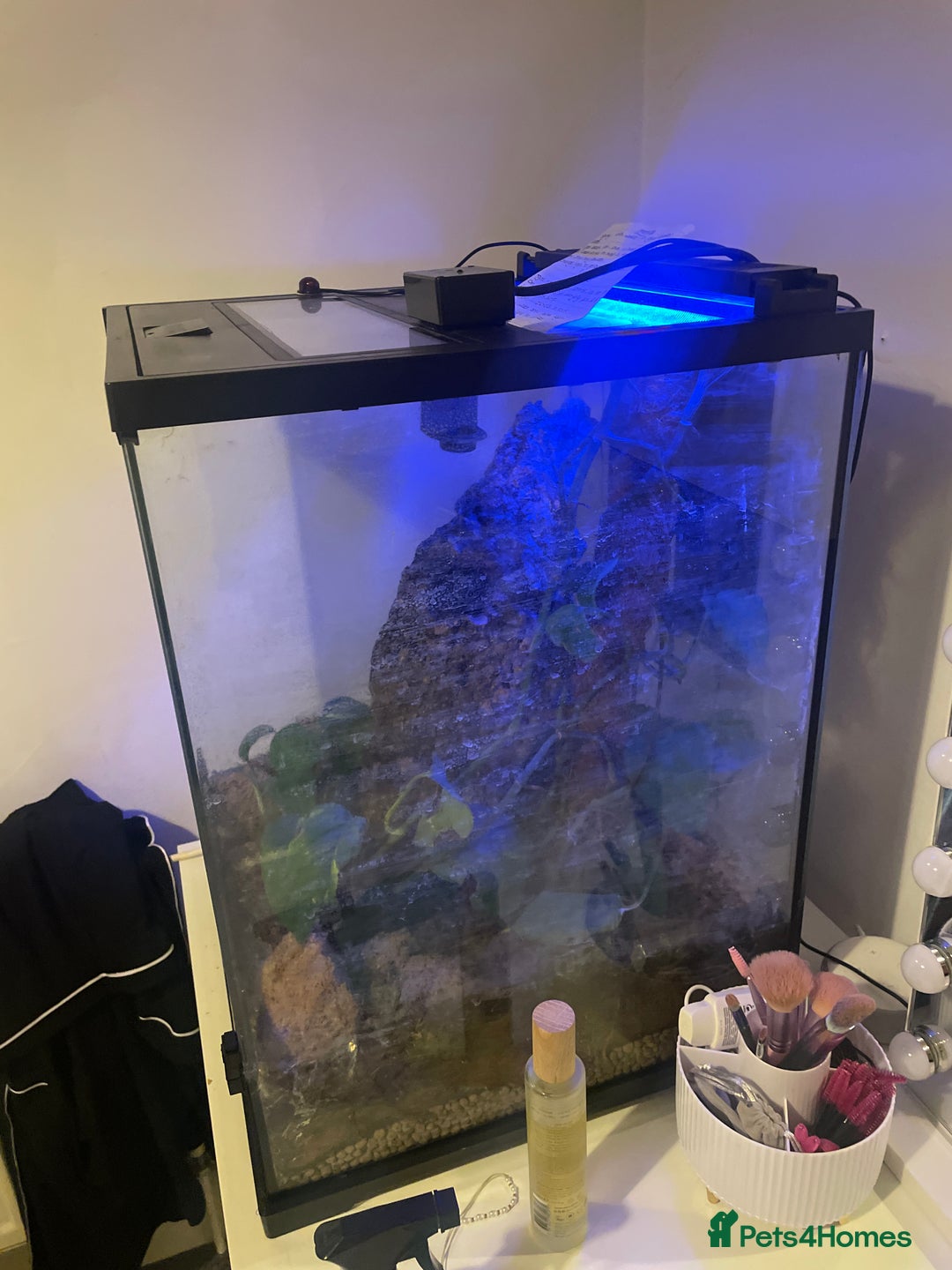 Gecko reptiles for sale: Gargoyle Gecko  - Image 2
