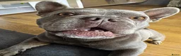 French Bulldog dogs for sale: 4y old female French bulldog  - Advert 5