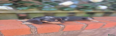 Dachshund 1