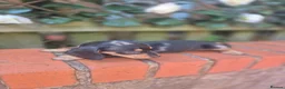 Dachshund dogs for sale: Outstanding Quality dauchaund Puppies-Loving Famiy - Advert 9