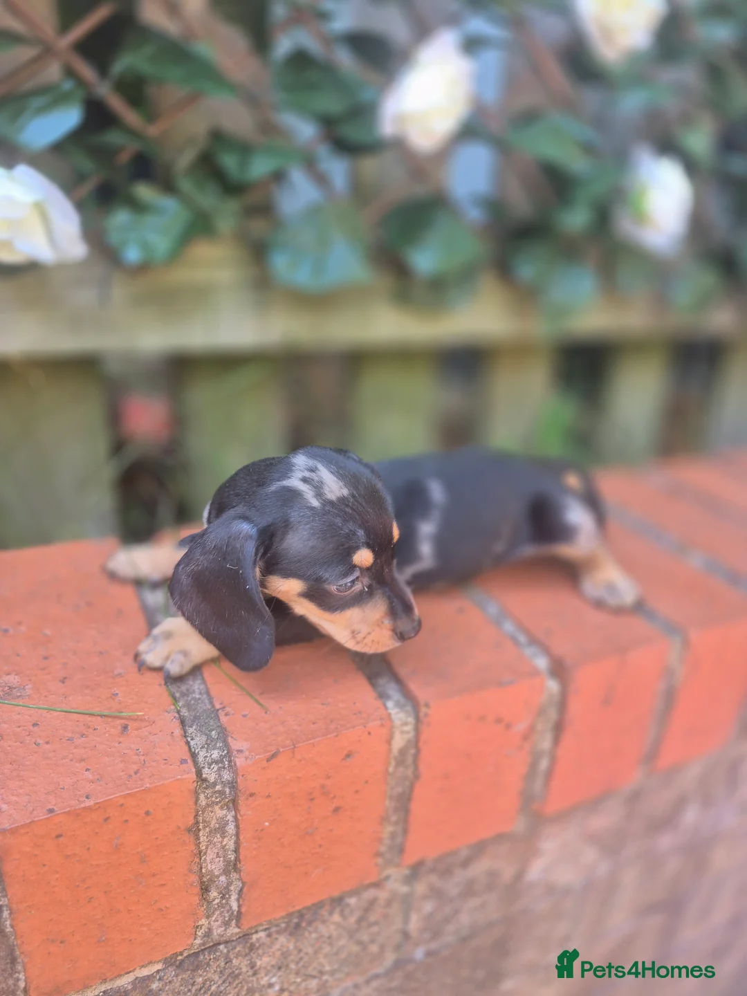 Dachshund dogs for sale: Outstanding Quality dauchaund Puppies-Loving Famiy - Advert 9