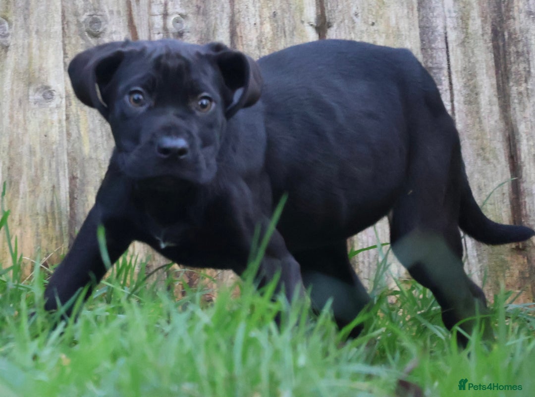 Presa Canario dogs for sale: Presa Canario Puppies (Recognised Breeder) - Advert 23